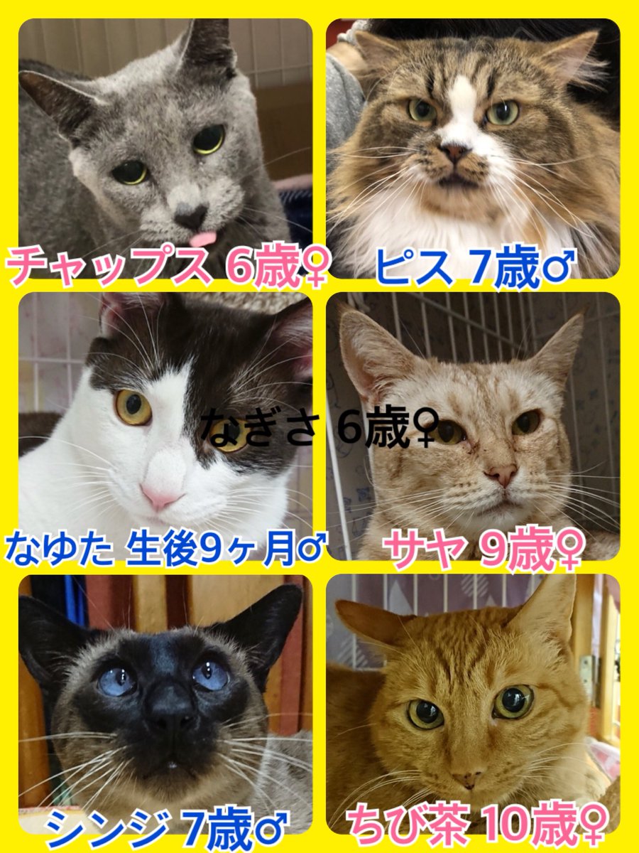 🐾今日の里親様募集中ニャンコ🐱メンバーです🐾2019,1,16